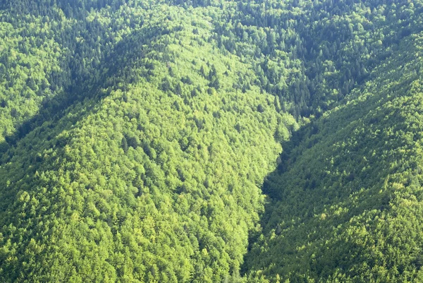 Montañas boscosas densas — Foto de Stock