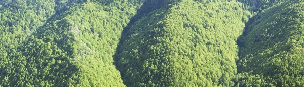 Collines forestières denses — Photo