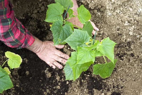 Plantación de plántulas — Foto de Stock