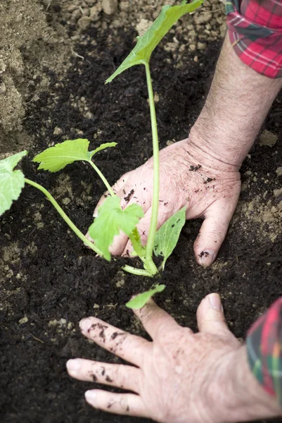 Plantación de plántulas — Foto de Stock