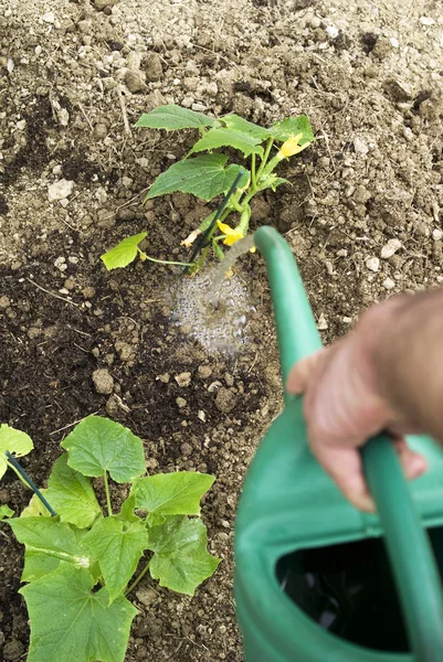 Plantas de riego para trabajadores — Foto de Stock