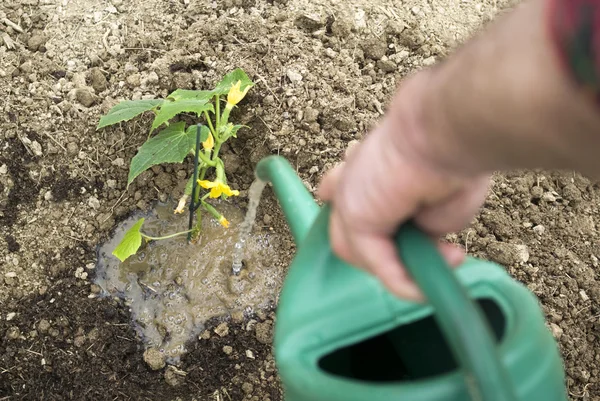 Plantas de riego para trabajadores — Foto de Stock