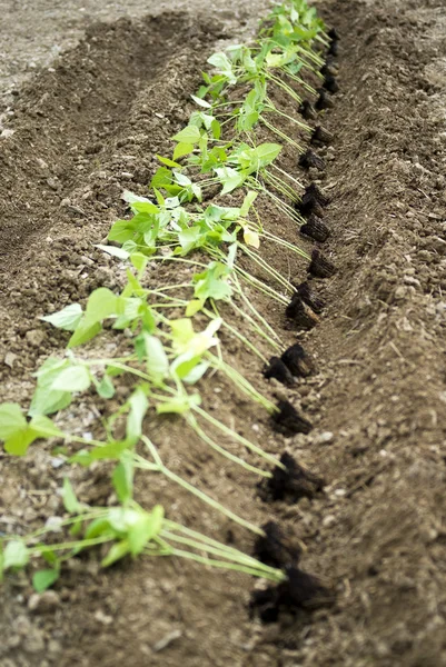 Gemüsegarten — Stockfoto