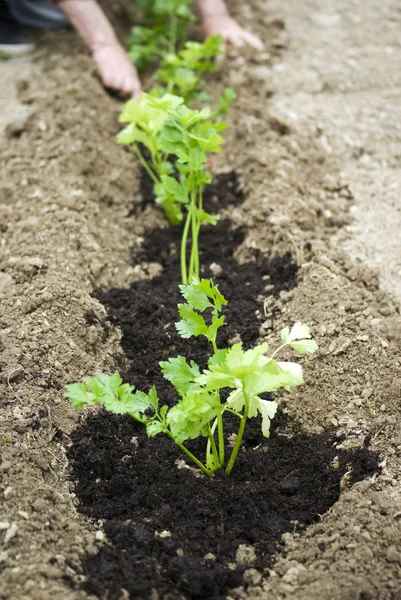 Gemüsegarten — Stockfoto