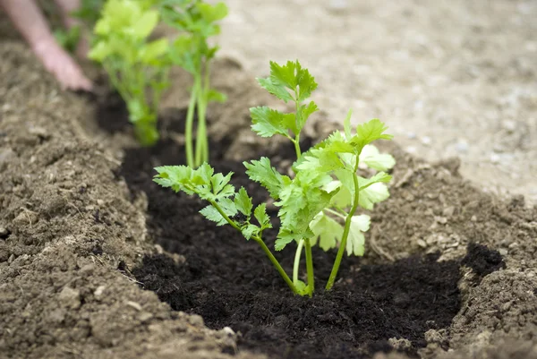 Gemüsegarten — Stockfoto