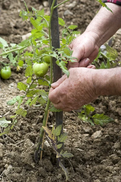 Tomatensetzling — Stockfoto