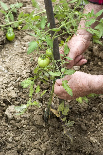 Tomatensetzling — Stockfoto