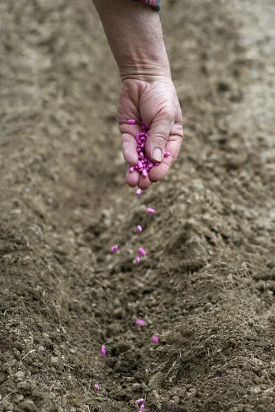 Planting seedlings — Stock Photo, Image