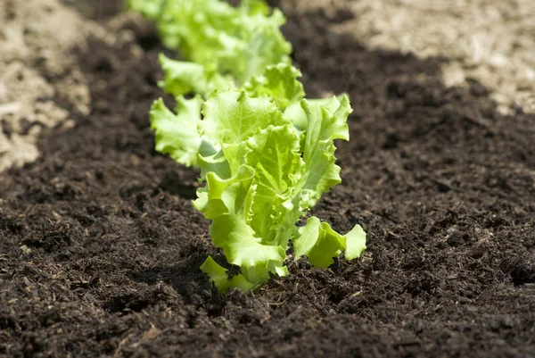 Salat — Stockfoto