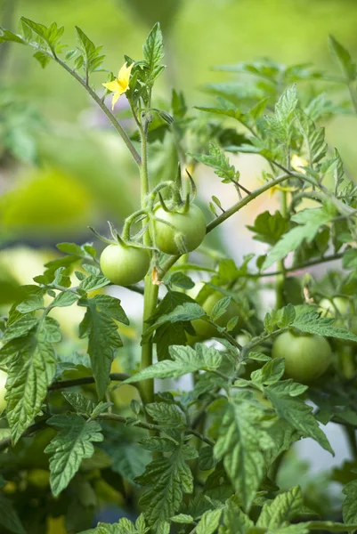 Pianta di pomodoro maturazione — Foto Stock