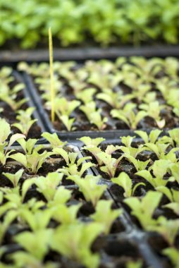 organik sebze fideleri