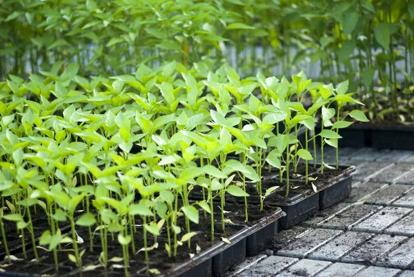 Organic vegetable seedlings — Stock Photo, Image