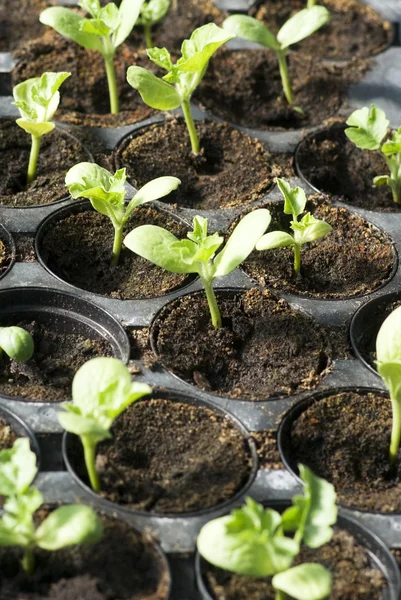 Organic vegetable seedlings — Stock Photo, Image