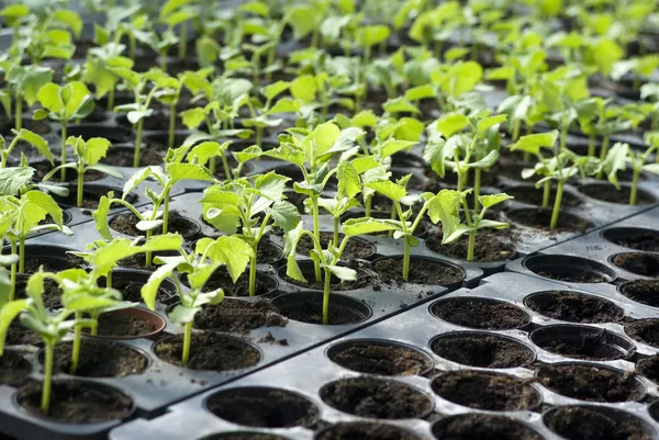 Ekologiska vegetabiliska plantor — Stockfoto
