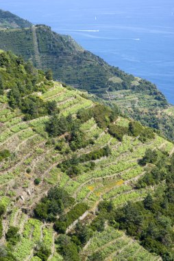sarmaşıklar ve tepeler Ulusal Parkı, cinque terre, İtalya