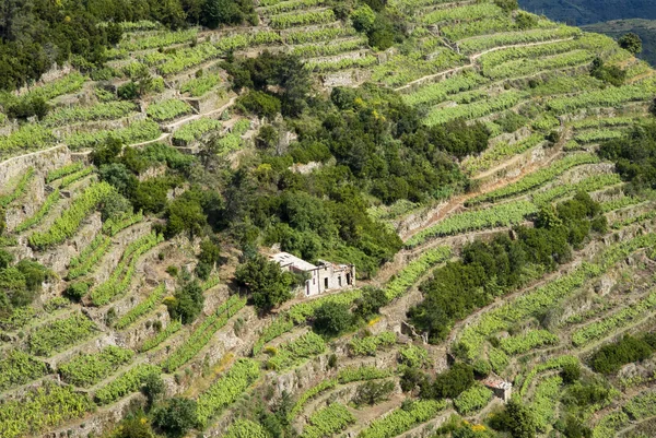 Reben und Hügel im Nationalpark Cinque Terre, Italien — Stockfoto