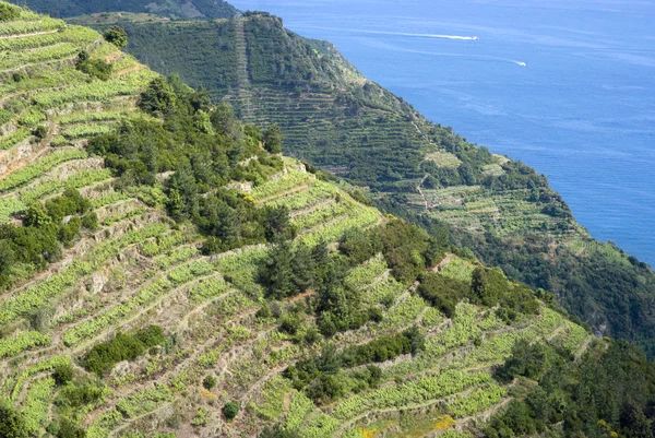Vinice a hory v národním parku cinque Terre, Itálie — Stock fotografie