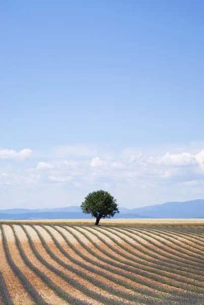 Provence landscape, South-eastern France — Stock Photo, Image