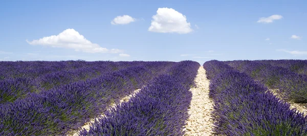 Lavendelvelden, valensole, Frankrijk — Stockfoto