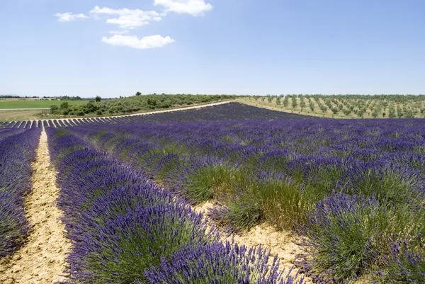 薰衣草田，valensole 法国 — 图库照片