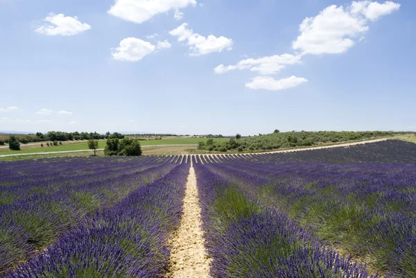 薰衣草田，valensole 法国 — 图库照片