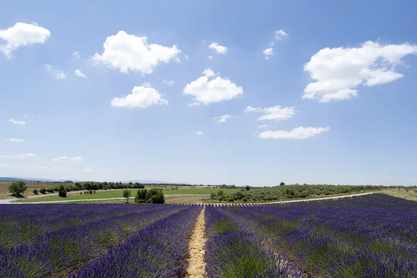 Lavendelfelder, Valensole, Frankreich — Stockfoto