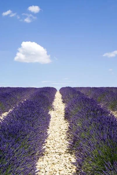 Pola lawendy słynnego płaskowyżu valensole — Zdjęcie stockowe