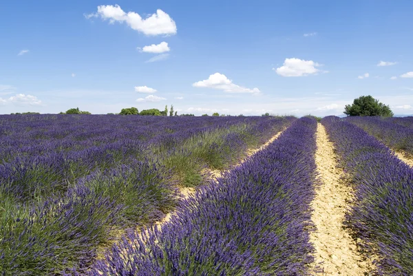 Pola lawendy słynnego płaskowyżu valensole — Zdjęcie stockowe