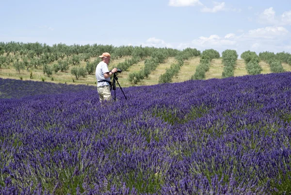 Photographer taking photos by the Plateau Valensole in Provence — Stock Photo, Image