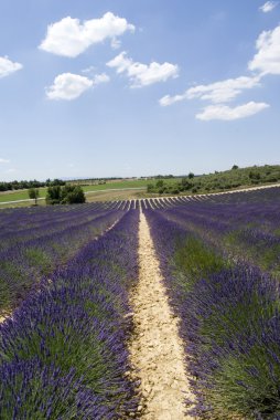 Yayla valensole, Fransa