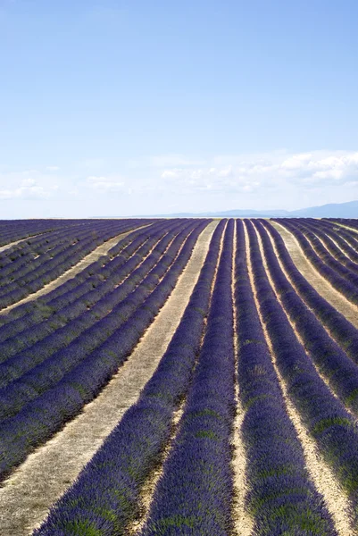 I famosi campi di lavanda nell'altopiano Valensole — Foto Stock