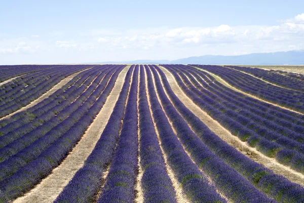 The famous lavender fields in the plateau Valensole — Stock Photo, Image