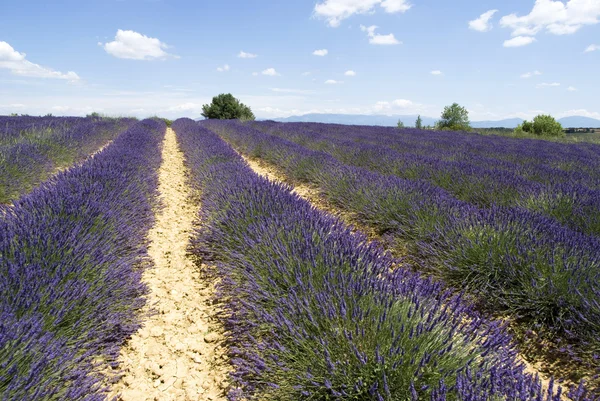 La meseta Valensole, Francia — Foto de Stock