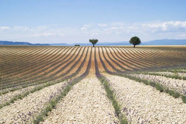 Plateau Valensole — Stockfoto