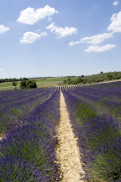 高原 valensole 法国 — 图库照片