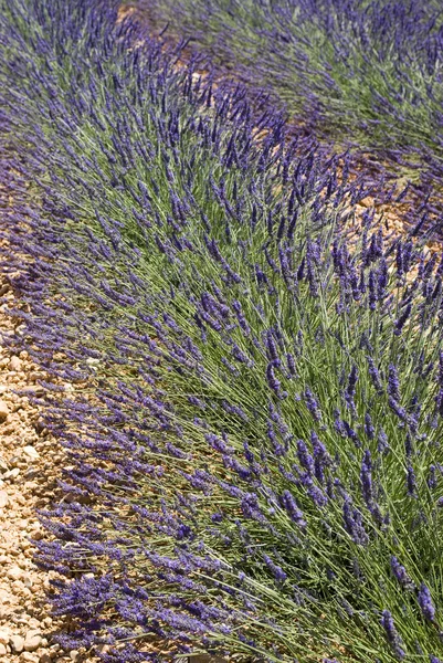 Lavender flowers — Stock Photo, Image