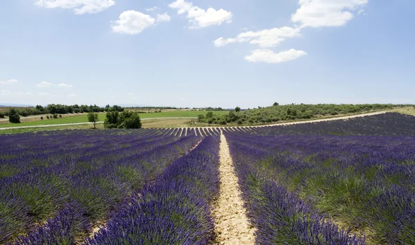 The plateau Valensole, France — Stock Photo, Image