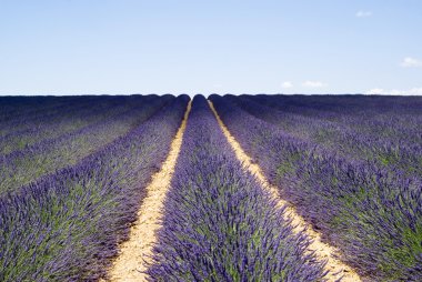 Yayla valensole ünlü lavanta alanlar