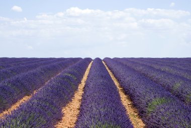 Yayla valensole ünlü lavanta alanlar