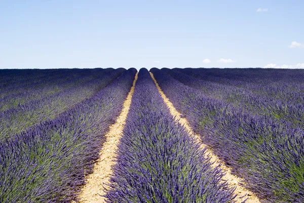 Die berühmten Lavendelfelder auf dem Plateau — Stockfoto