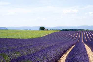 Yayla valensole