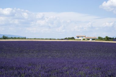 valensole alanında lavanta