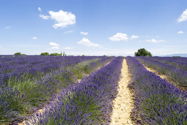 高原 valensole — 图库照片