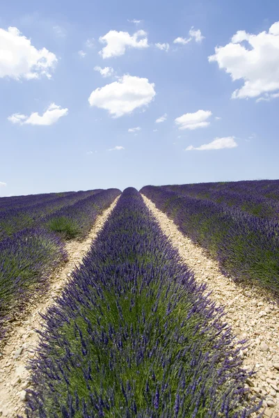 Pola lawendy słynnego płaskowyżu valensole — Zdjęcie stockowe