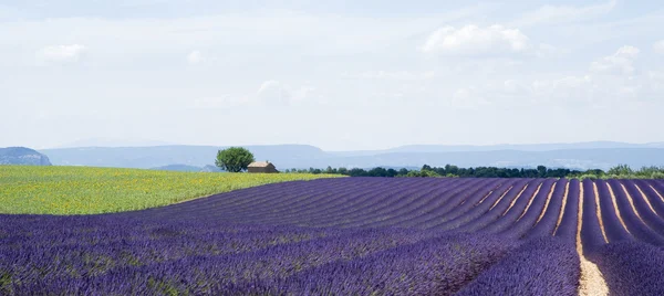 Planalto valensole — Fotografia de Stock