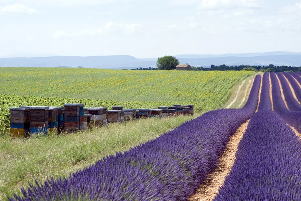 Fennsík valensole — Stock Fotó