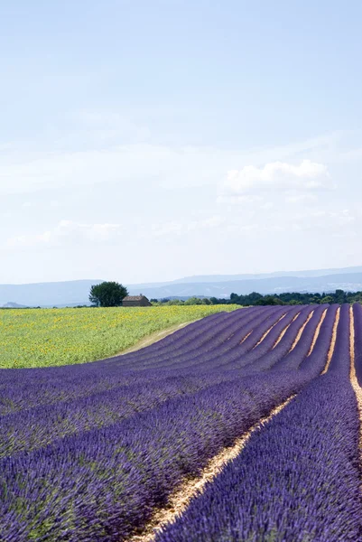 Płaskowyżu valensole — Zdjęcie stockowe