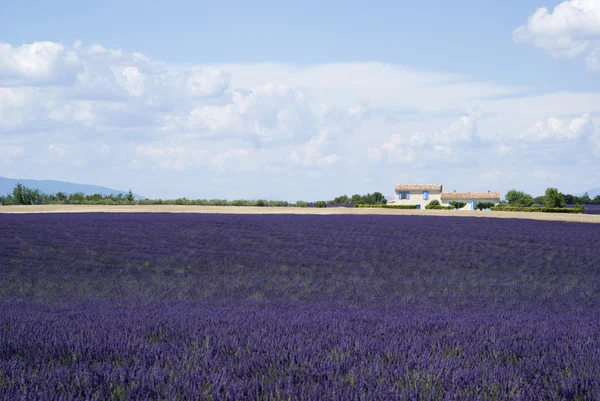 Campo de lavanda en Valensole —  Fotos de Stock