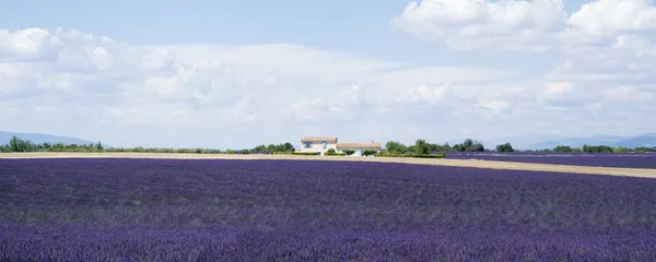 Lavender field in Valensole — Stock Photo, Image