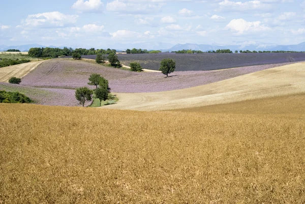 Provençaalse landschap — Stockfoto